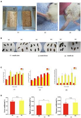 The process of hypertension induced by high-salt diet: Association with interactions between intestinal mucosal microbiota, and chronic low-grade inflammation, end-organ damage